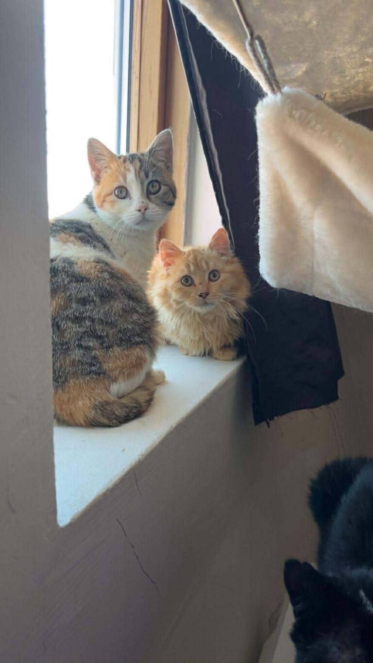Fluffy boy et Mini pupuce, deux chatons sur un rebord de fenêtre. Ils sont disponible via l'association les amis d'Ivar, dans la catégorie chatons