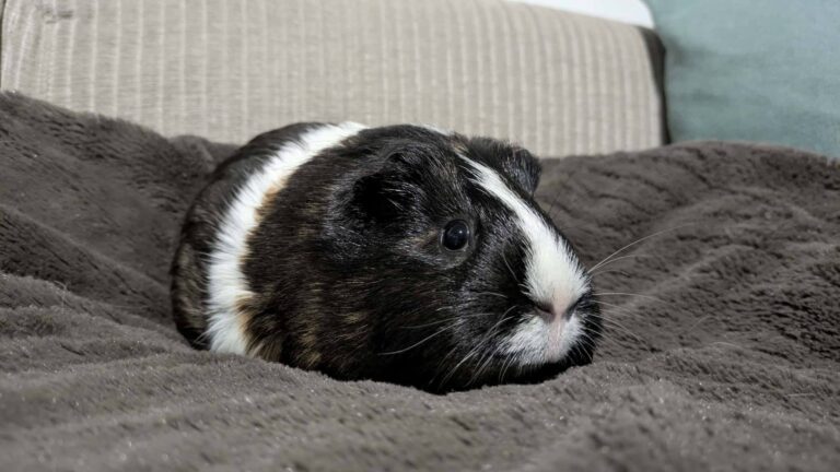 coockie, cochon d'inde sur une couette, disponible via l'association les amis d'Ivar, dans la catégorie NAC