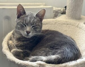 Aiz est une chatte de 2 ans pleine de charme et de personnalité, actuellement située à Billy-Montigny