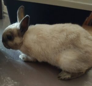 Boris petit lapin câlin à l'adoption