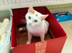 Jeune chatte de moins d'un an, timide mais profondément attachante