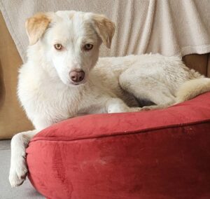 Divine à l'adoption Une chienne attachante drôle et pleine d’amour