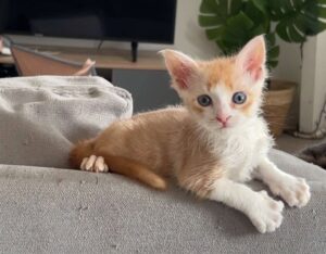 Elio chaton facetieux à l'adoption