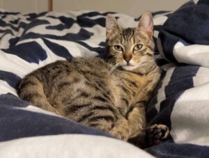 Lost adorable chat de 8 mois