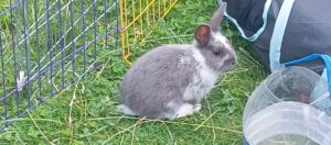 Mochi jeune lapin qui cherche sa famille