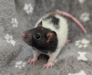Mochi jeune rat à l'adoption à bertry