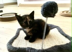 Mystic petit chaton calin à adopter