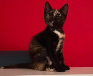 Mystic chaton a l'adoption les amis d'ivar