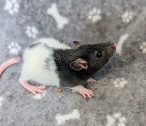 Pinceau petit rat énergique à Bertry