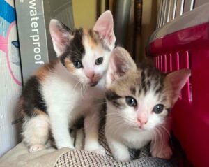 Deux chatons visibles sur cysoing qui recherchent leur famille d'adoption