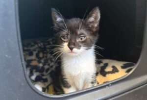 La petite Belle est une adorable chatonne actuellement visible sur le secteur de Râches.