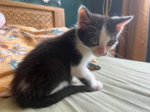 Berlioz petit chaton à l'adoption ok chien