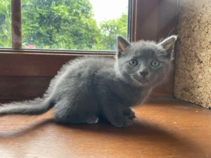 Bernabé chaton à l'adoption à Courtrizy-et-Fussigny
