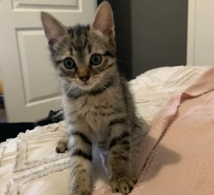Bidule un chaton énergique qui mettra du peps dans son foyer