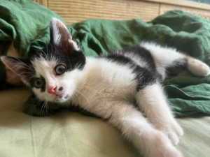 Marie chaton à l'adoption qui adore les chiens et les lapins