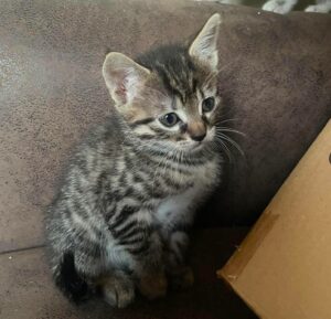 Myrtille une adorable petite femelle tigrée au caractère bien affirmé