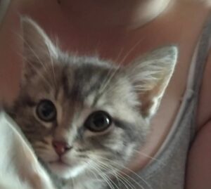 Nougat chaton timide attend sa famille à Walincourt-Selvigny
