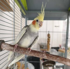 Phoenix adorable perruche à la recherche de son foyer
