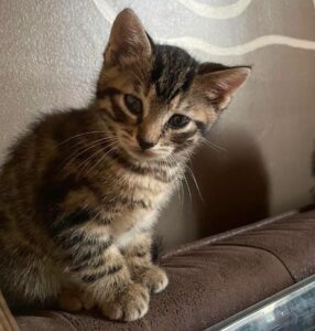 Pomelo chaton calon recherche ses humains