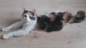 Sana une chatte douce et apaisante est à l'adoption