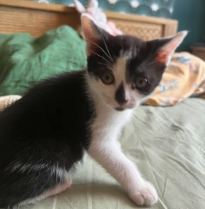 Toulouse petit chaton joueur à l'adoption visible à La Madeleine