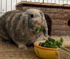 Woody lapin bélier cherche sa famille à adopter