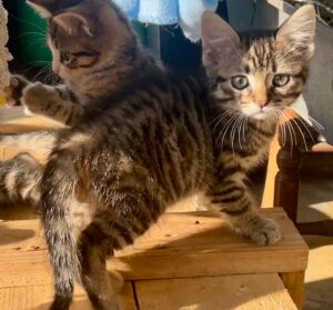 Beckerel chaton à l'adoption avec les amis d'ivar