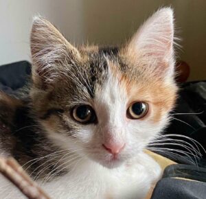 Belladone à l'adoption à Courtrizy-et-Fussigny