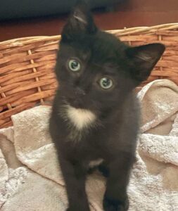Berlioz chaton à. l'adoption à Courtrizy-et-Fussigny