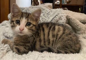 Bianca chaton à l'adoption à Courtrizy-et-Fussigny avec les amis d'Ivar