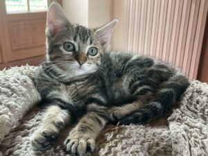 Blotched chaton à. l'adoption à Courtrizy-et-Fussigny