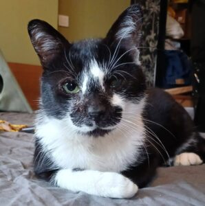 Félix chat de 5 à l'adoption avec les amis d'Ivar