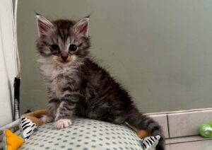 looping chaton joueur à l'adoption les amis d'ivar