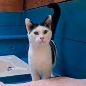 uther jeune chat de 10 mois qui attend encore de trouver sa famille pour la vie - les amis d'Ivar