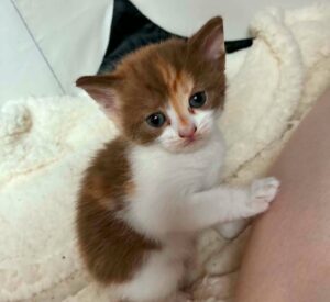 Minimiou petit chaton à l'adoption avec les amis d'ivar