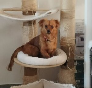 Minnie, une adorable petite chienne de 3 ans située à Tourcoing