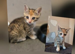 pirouette chaton à l'adoption à wannehain