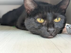 Prune magnifique chatte à l'adoption sur arras avec les Amis d'Ivar
