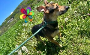 Roxy est à l'adoption avec les amis d'ivar
