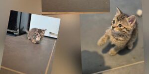 Vicky chaton à l'adoption à wannehain