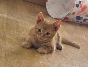 Weasley chaton de 3 mois à l'adoption avec les amis d'IVar