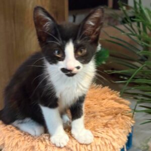Baloo un chaton câlin à adopter avec les amis d'ivar