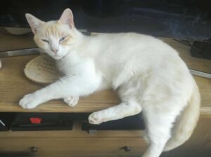 Cookies chat à l'adoption sur Cambrai