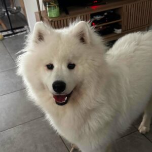 Lili chienne à l'adoption avec les Amis d'Ivar