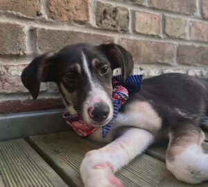 Rosy adorable chienne de 6 mois à adopter