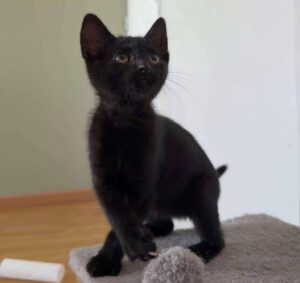 Sirius chaton à l'adoption avec les amis d'ivar