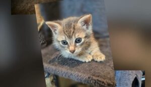 Virgule chaton à l'adoption à wannehain