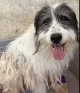 Wicky à l'adoption avec les amis d'Ivar