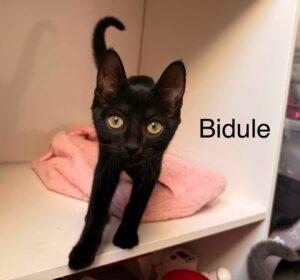 Bidule chaton noir à l'adoption avec les amis d'ivar visible à aubigny-au-bac