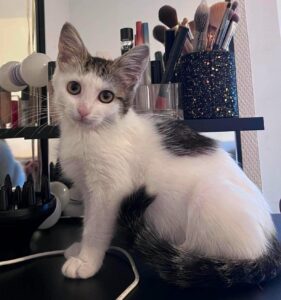 Bloom est une minette à l'adoption sur carvin avec les amis d'ivar